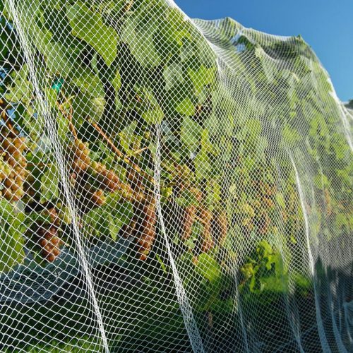 Grapes under protective bird netting on a vineyard